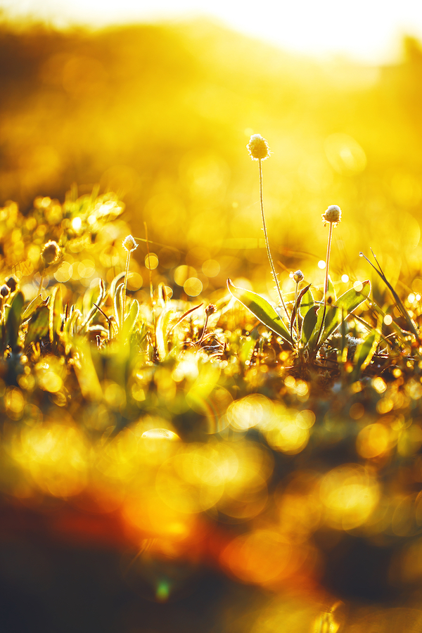 spring meadow wild flowers in field an morning fresh sunlight in